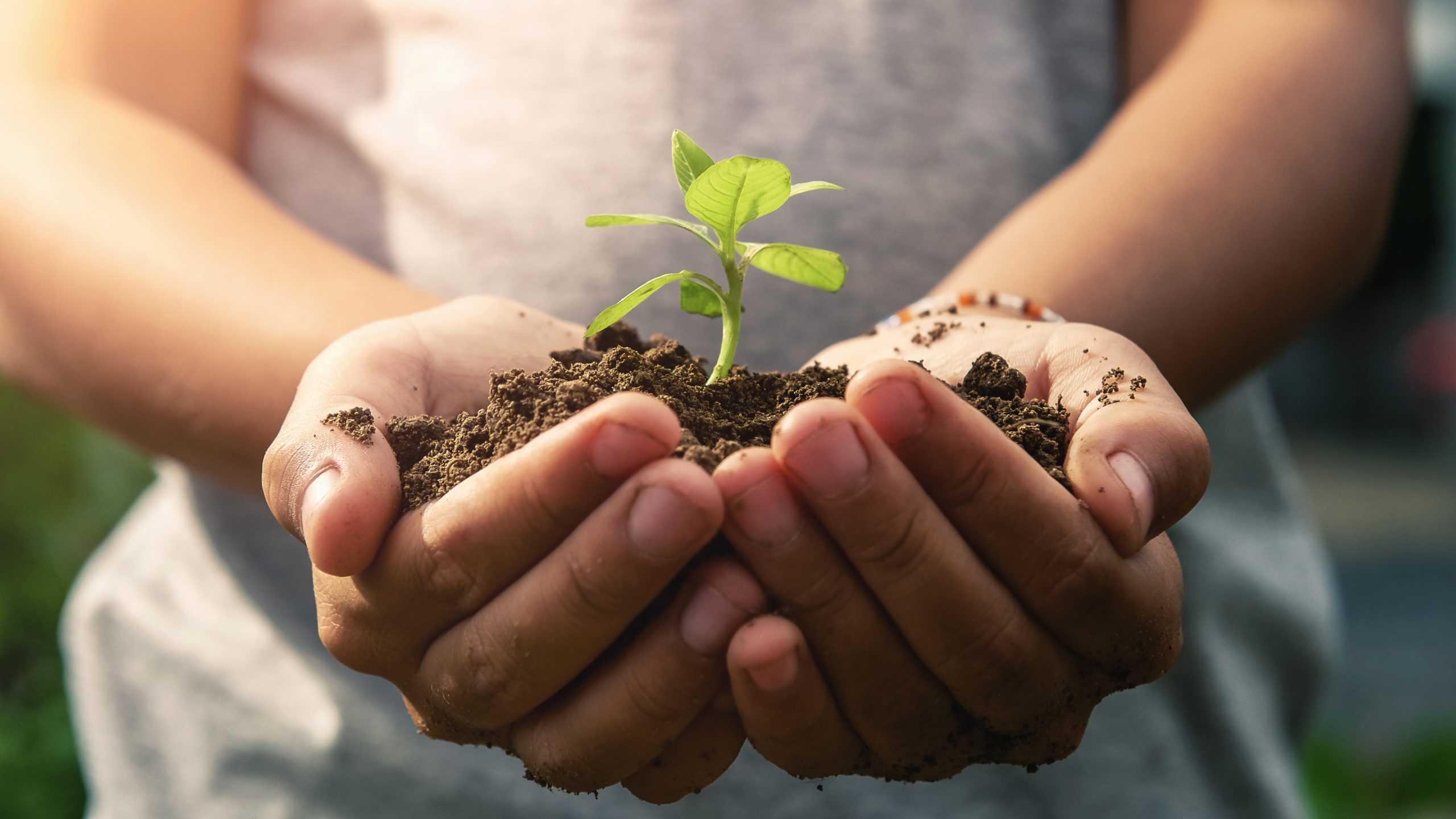 children hand holding small tree for planting. concept green wor